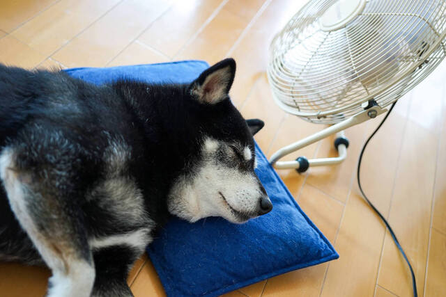 愛犬のための【介護用クッション】おすすめをご紹介！床ずれ防止によい素材とは